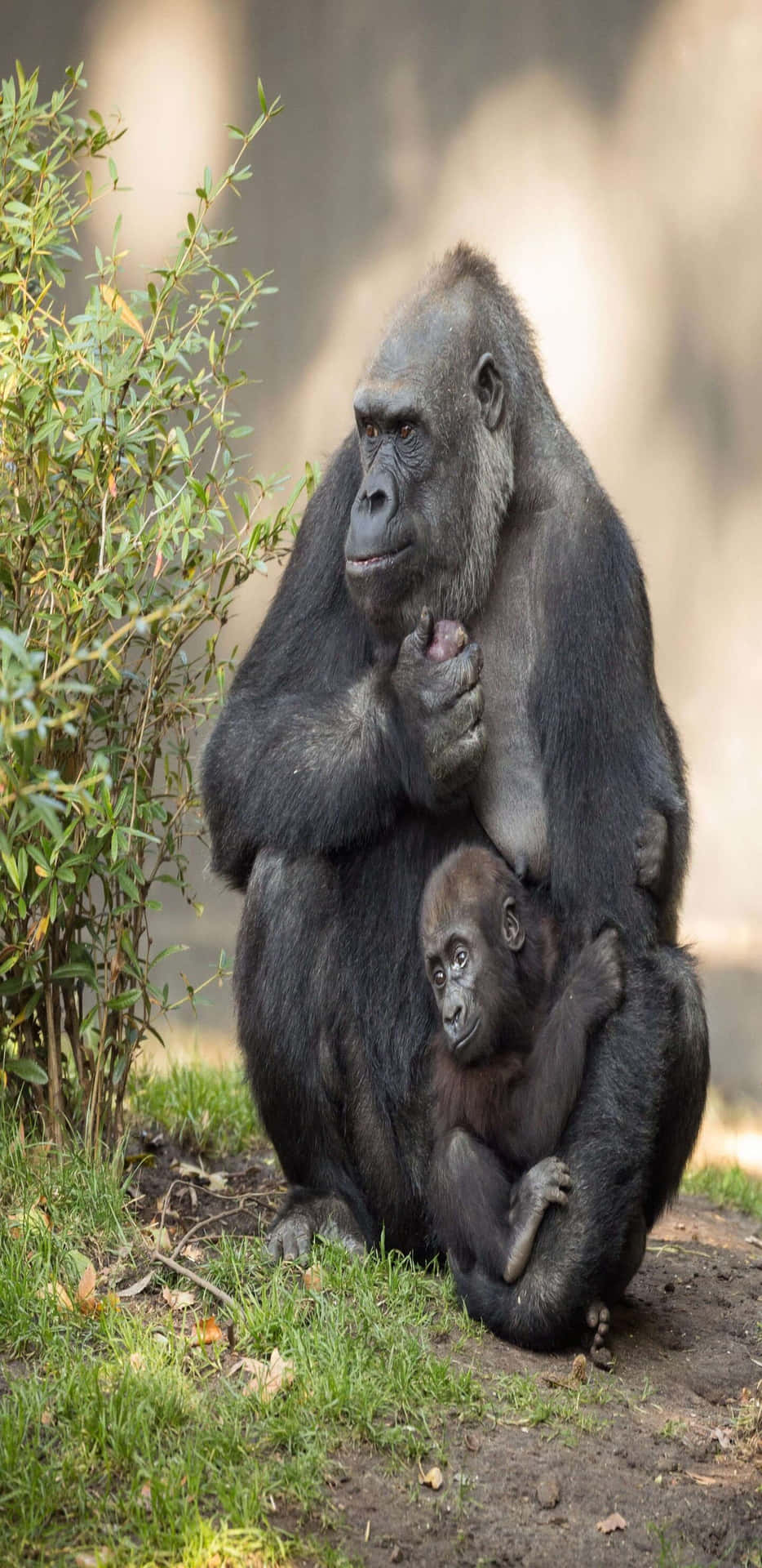 Fondode Pantalla De Una Mamá Animal Llevando A Su Bebé Gorila En Un Google Pixel 3 Xl.