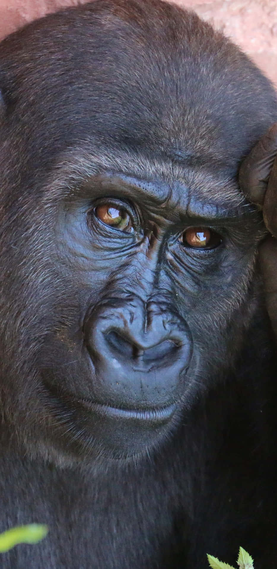 Amazing Close Up Shot Pixel 3 XL Gorilla Background