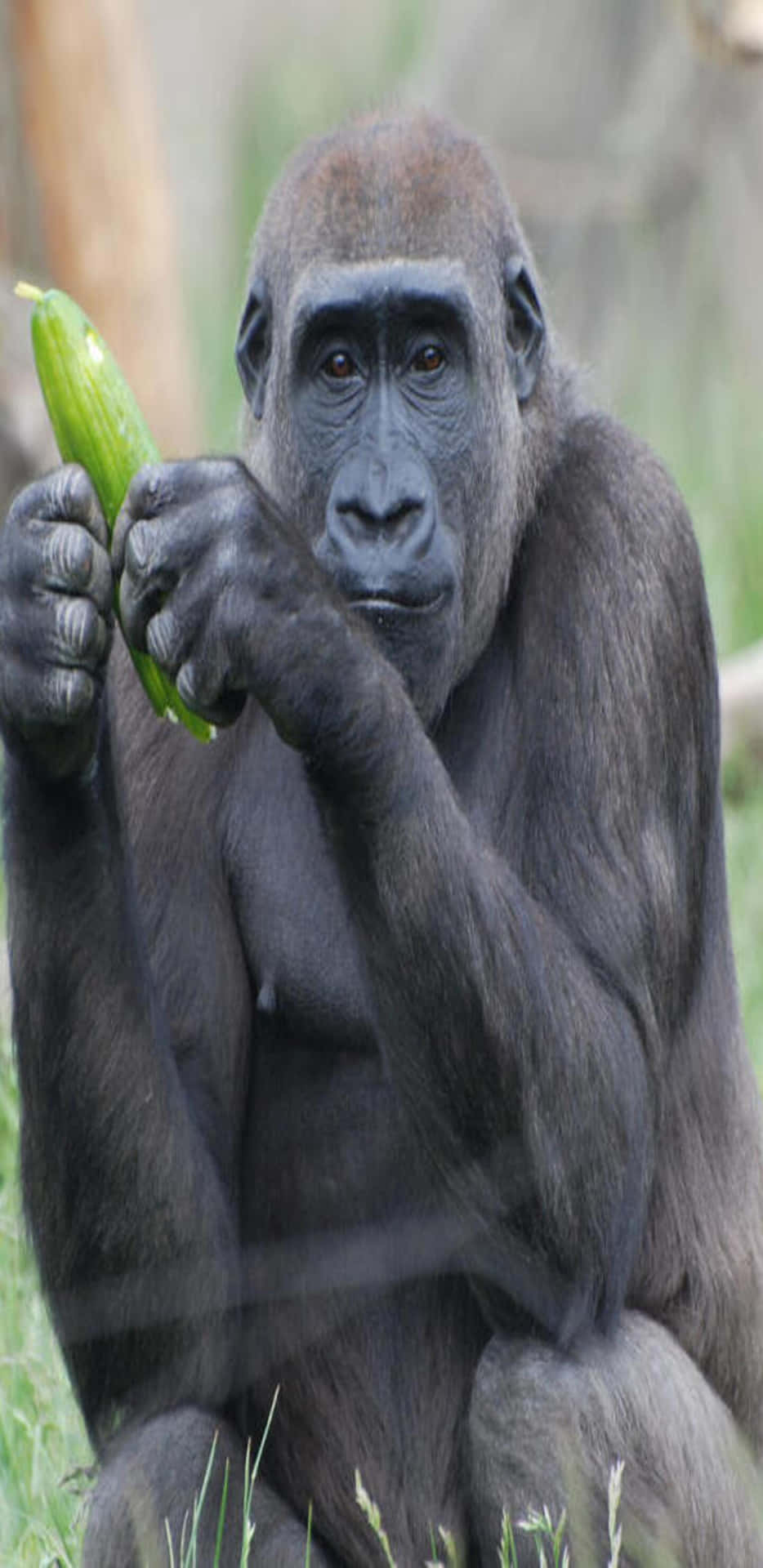 En gorilla spiser en agurk