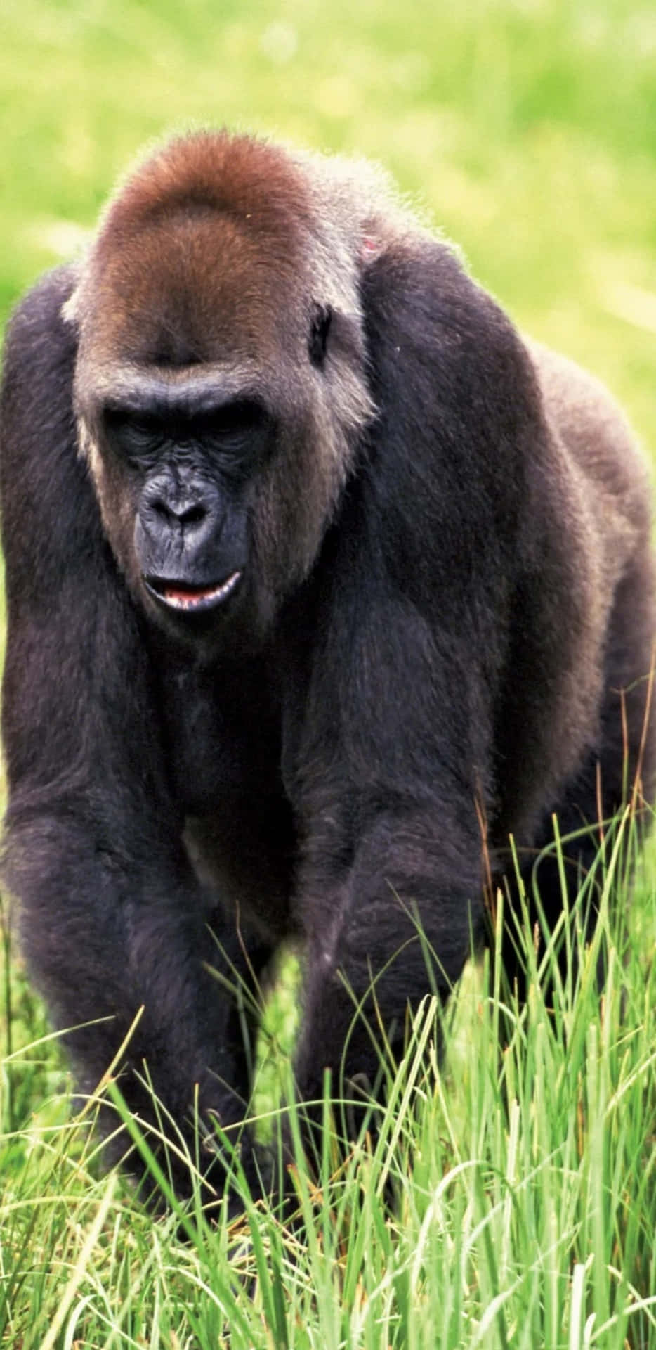 Großeswildes Tier Pixel 3 Xl Hintergrundbild Mit Gorilla