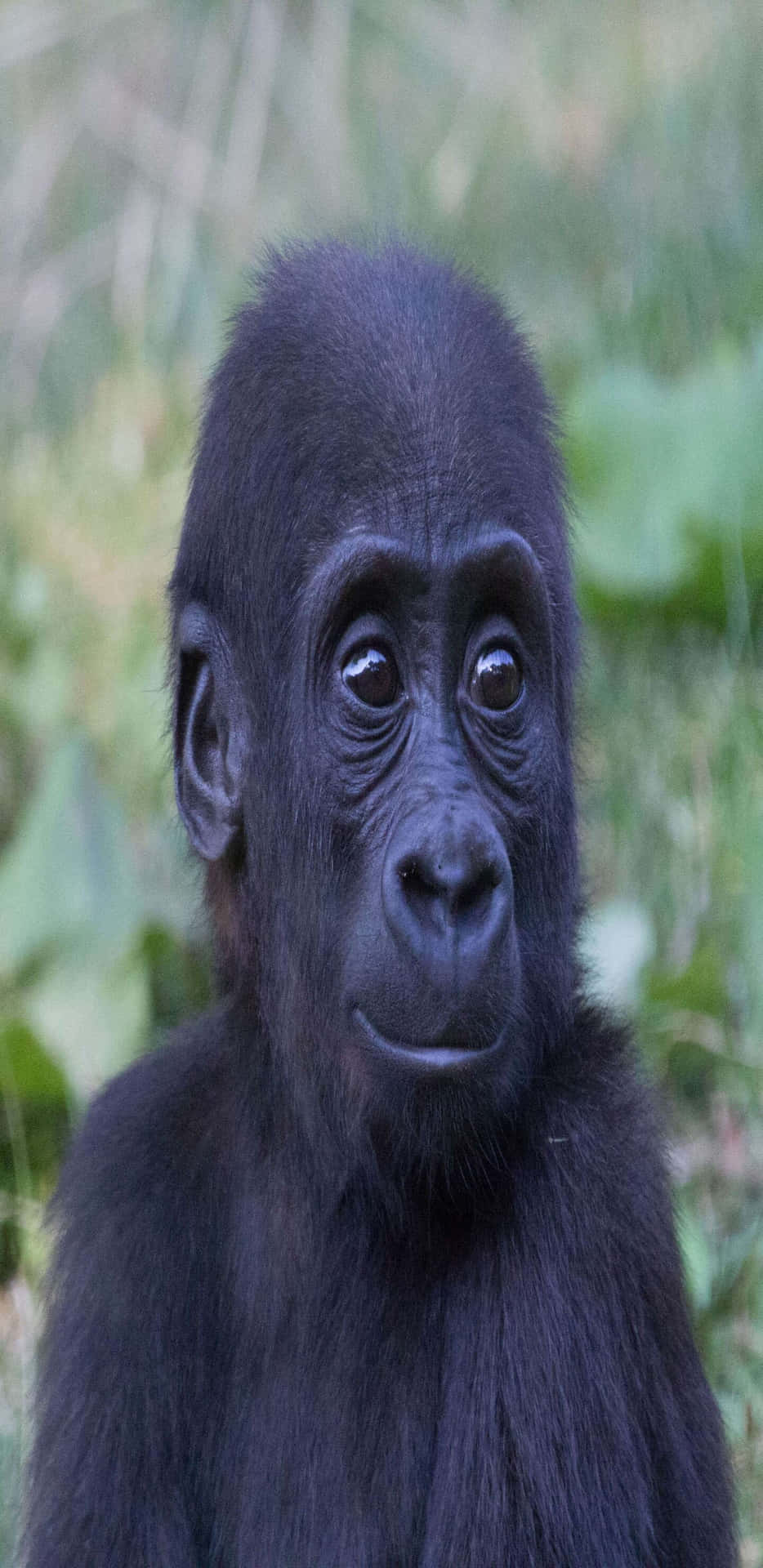 Majestic Gorilla Amidst Nature on Pixel 3XL