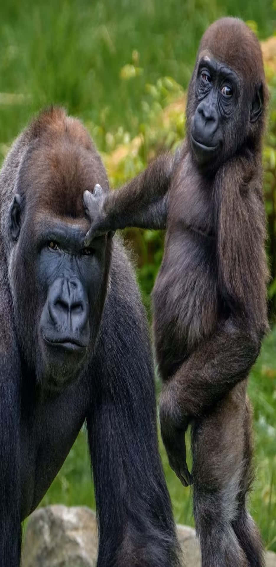 Mor og barn Pixel 3 XL Gorillaer baggrund