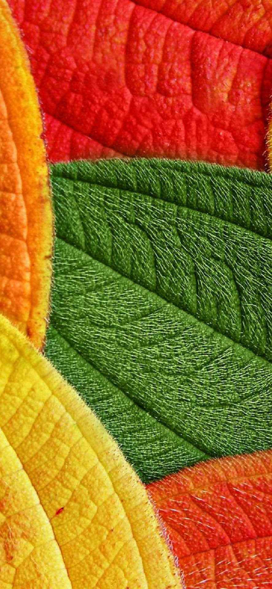 Download Pixel 5 Vibrant Leaves Pattern Wallpaper | Wallpapers.com