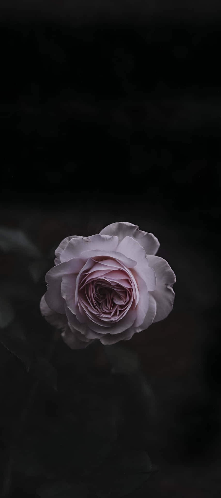 Fotografía En Baja Luz Del Pixel 9 Fondo de pantalla