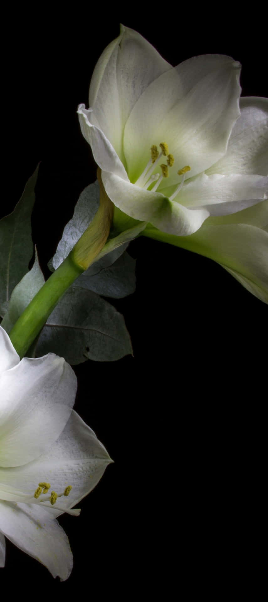 Fotografía Macro Del Pixel 9 Fondo de pantalla