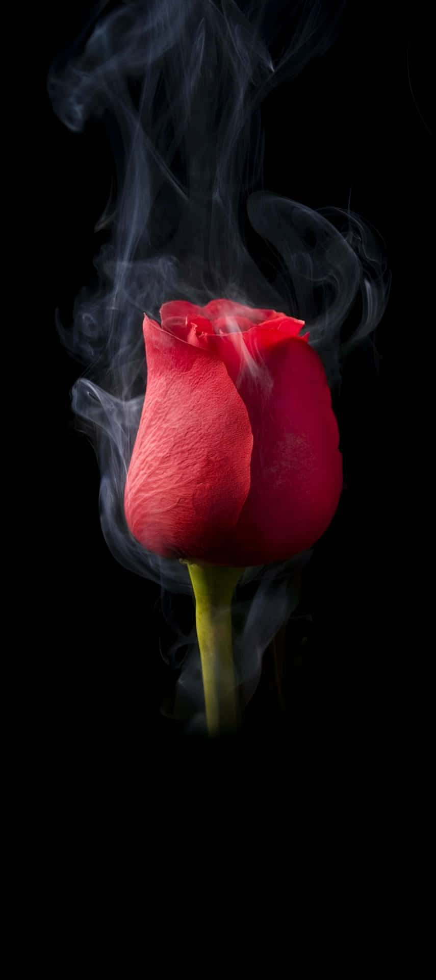 Impresionante Fondo De Rosa Del Pixel 9 Fondo de pantalla