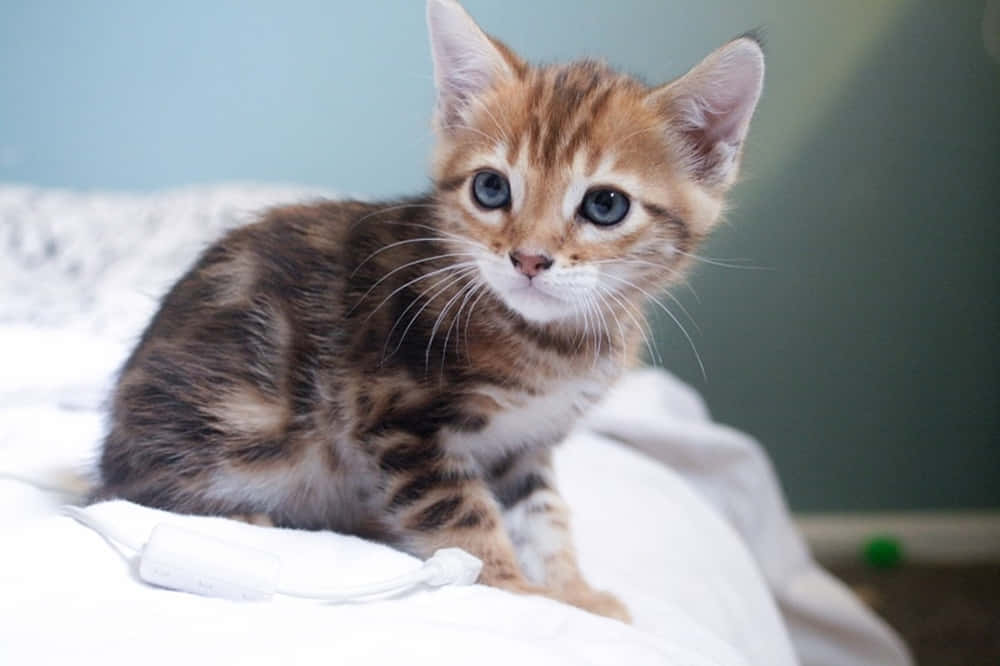 Majestic Pixie-Bob Cat Lounging on Cozy Couch Wallpaper