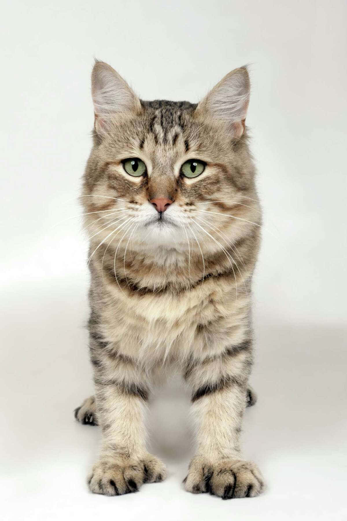 Majestic Pixie-bob Cat Posing for a Portrait Wallpaper