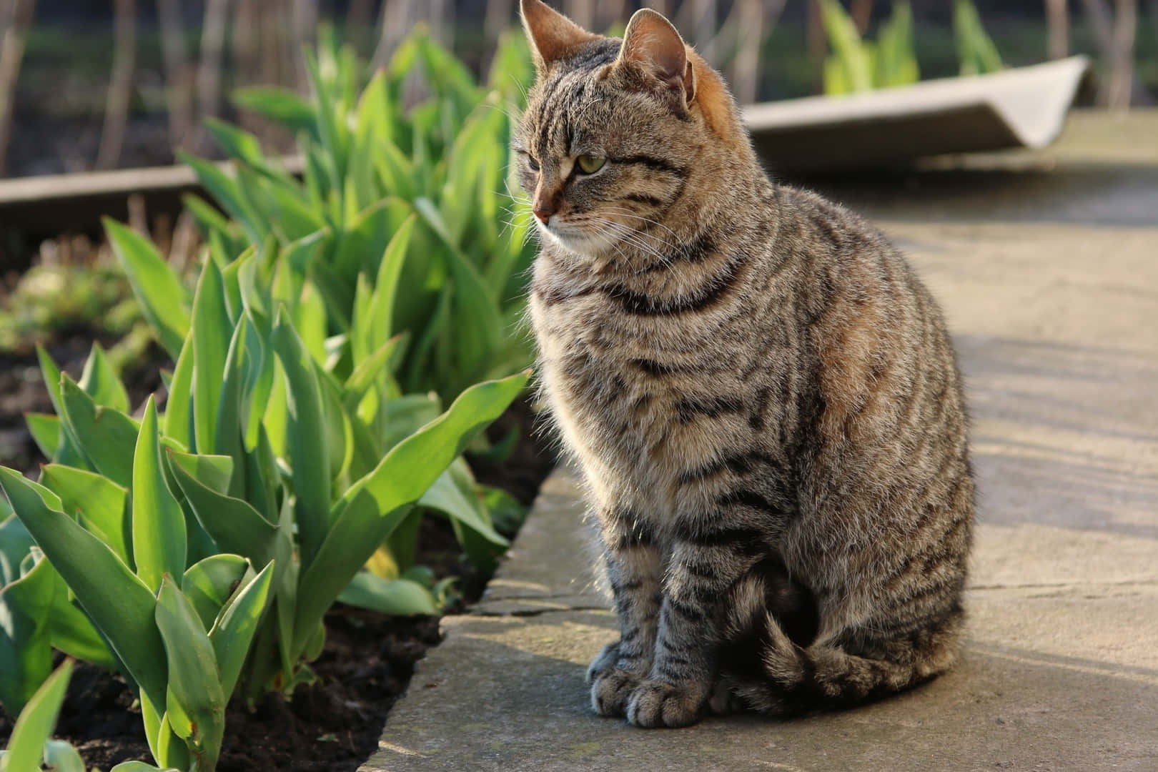 Adorable Pixie-bob cat relaxing in the sunlight. Wallpaper