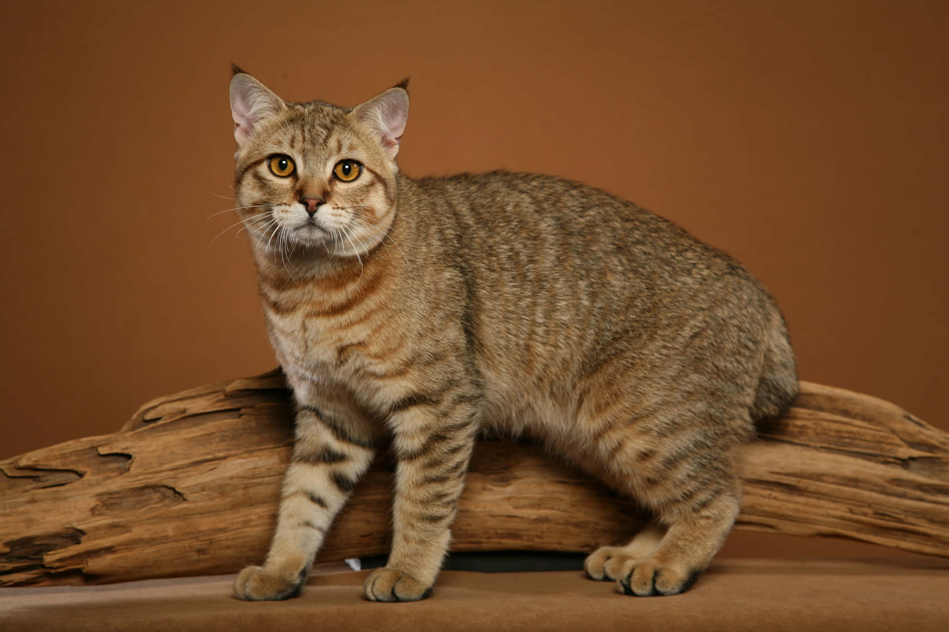 Majestic Pixie-bob cat on a tree branch Wallpaper