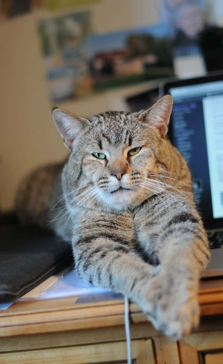 Caption: Beautiful Pixie-Bob Cat Lounging at Home Wallpaper