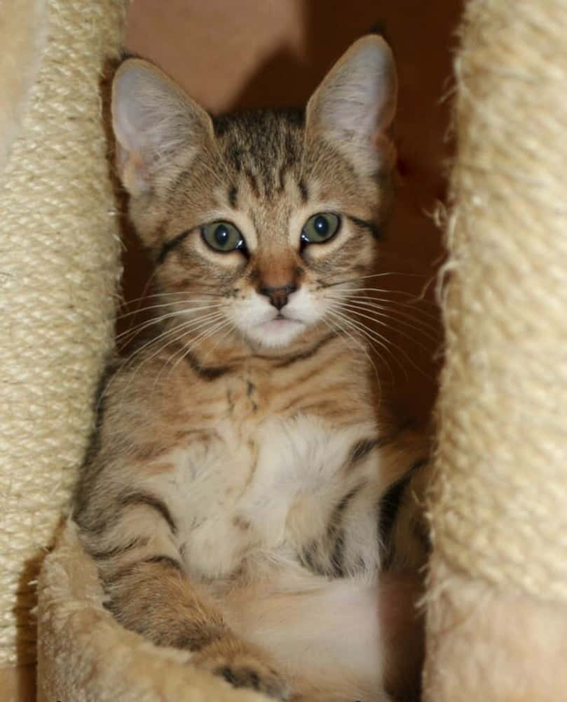 A beautiful Pixie-bob cat sitting and gazing intently Wallpaper