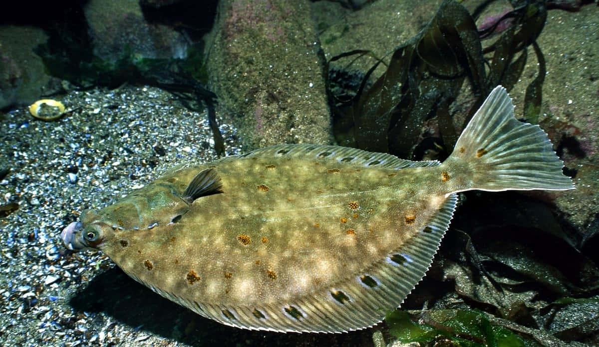 Plaice Camouflagedon Seabed Wallpaper