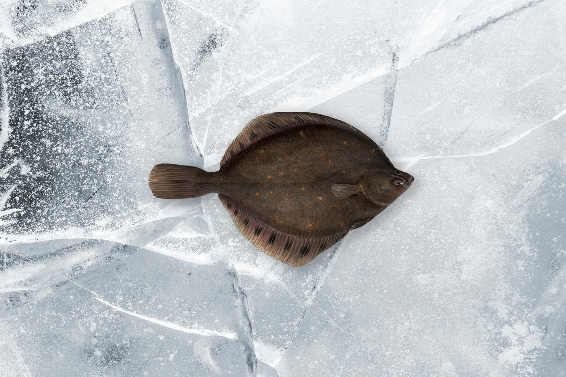 Plaice Fishon Icy Surface Wallpaper