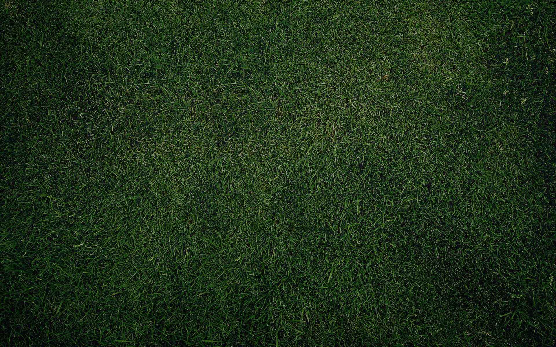 Plain Dark Green Bermuda Grass Wallpaper