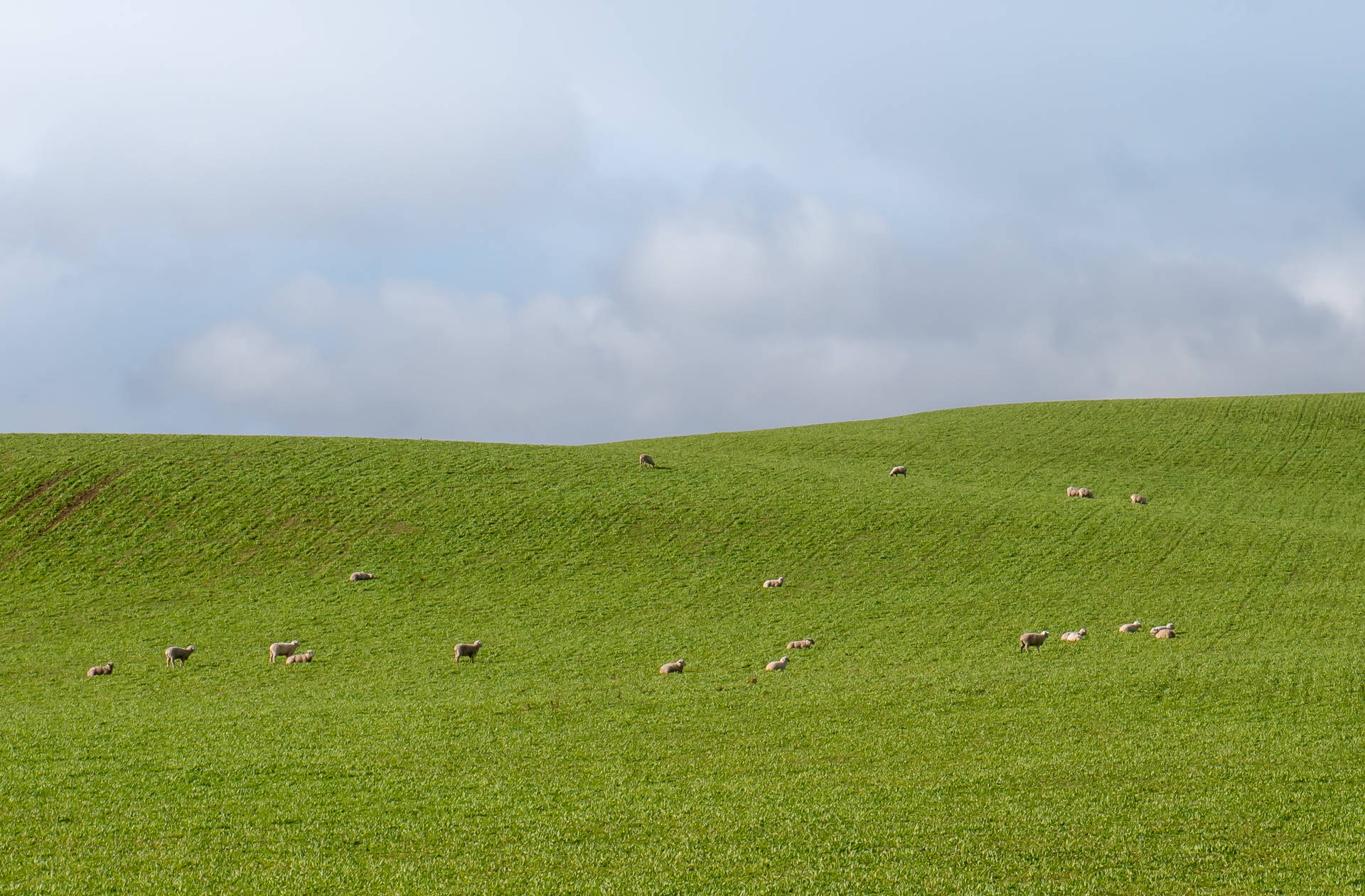 Plain Green Meadow Field Wallpaper