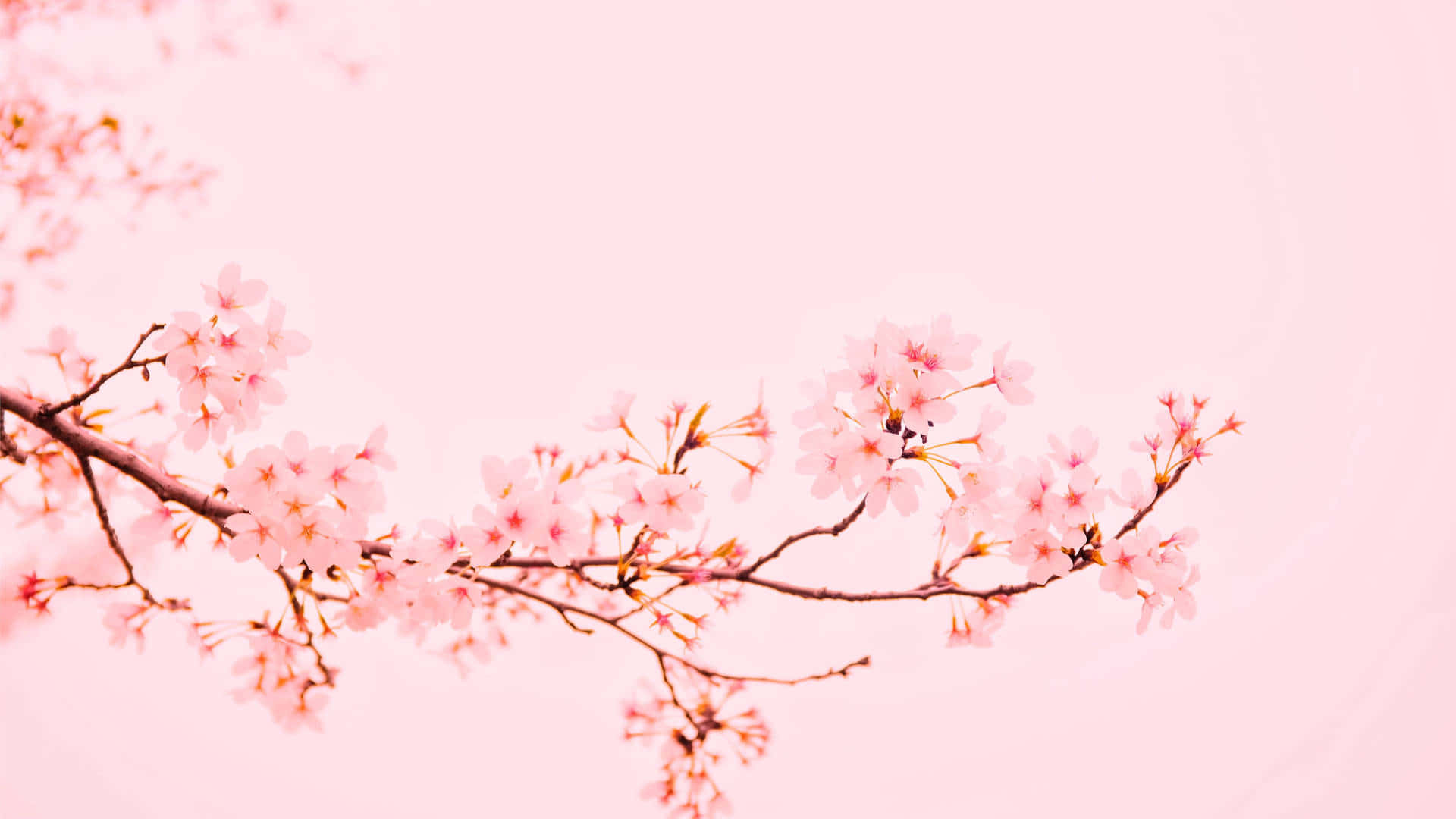 Plain Pink Flower Branch Desktop Wallpaper