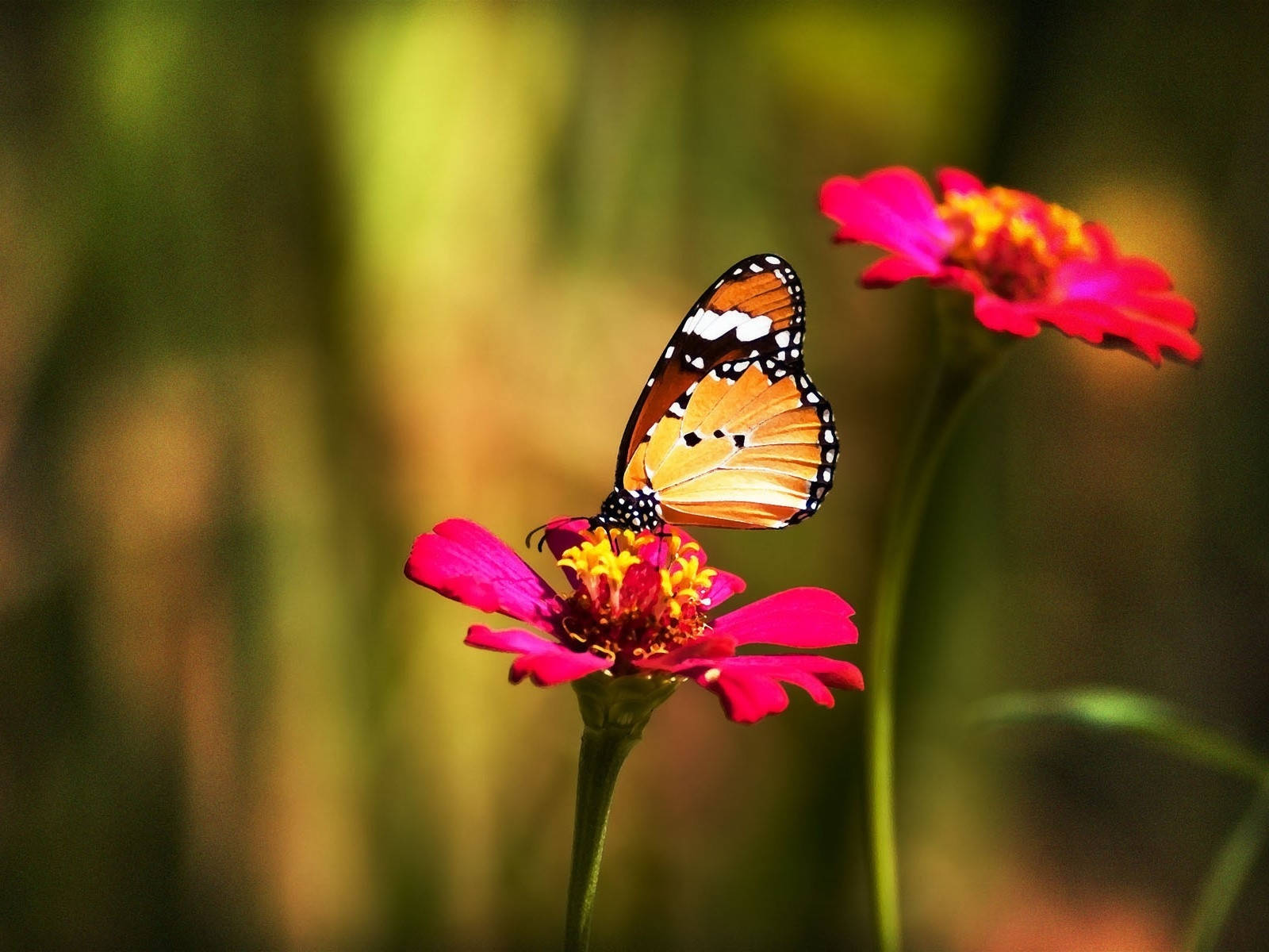 Plain Tiger Butterfly On Flower Wallpaper