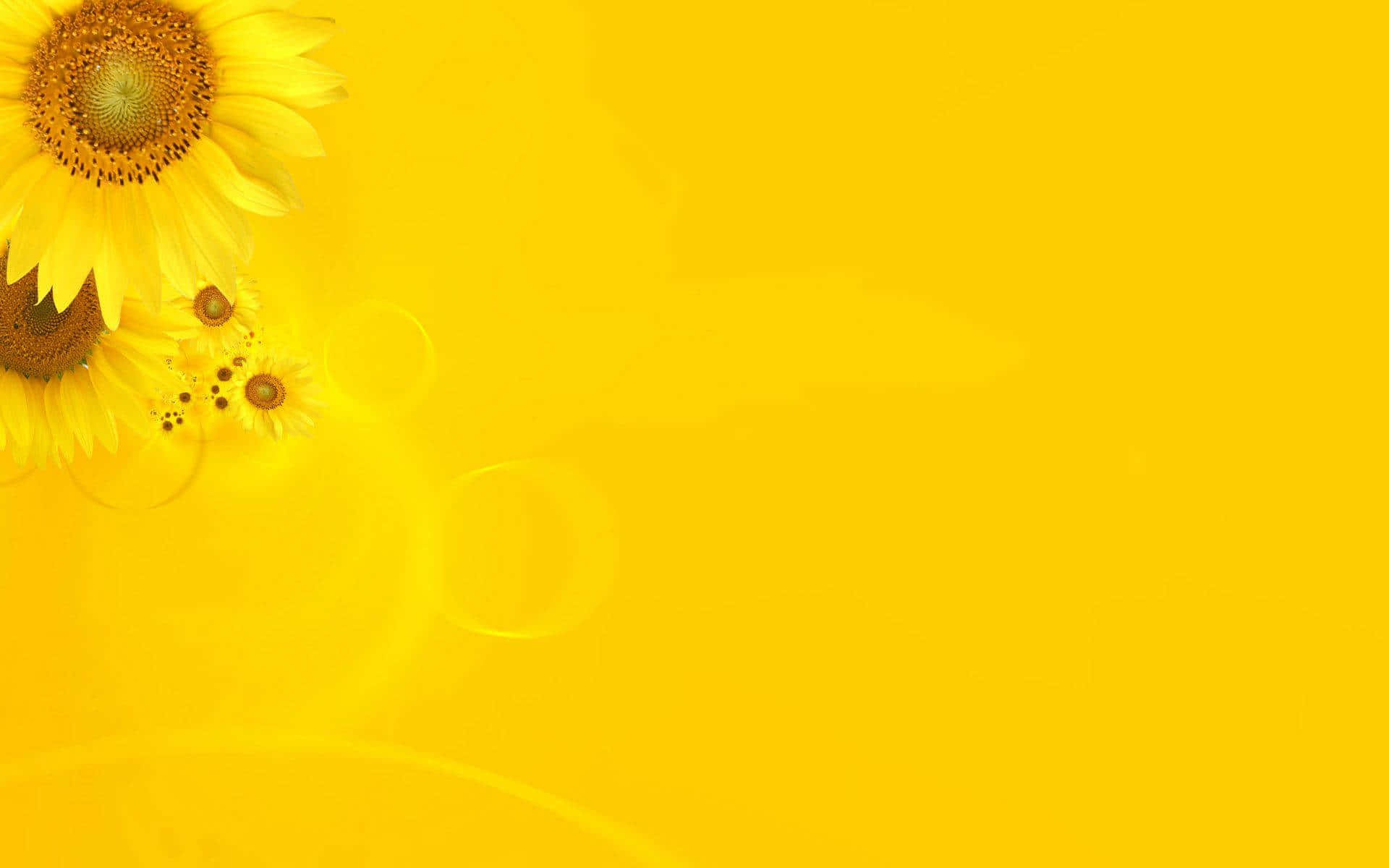 Sonnenblumenauf Einem Gelben Hintergrund