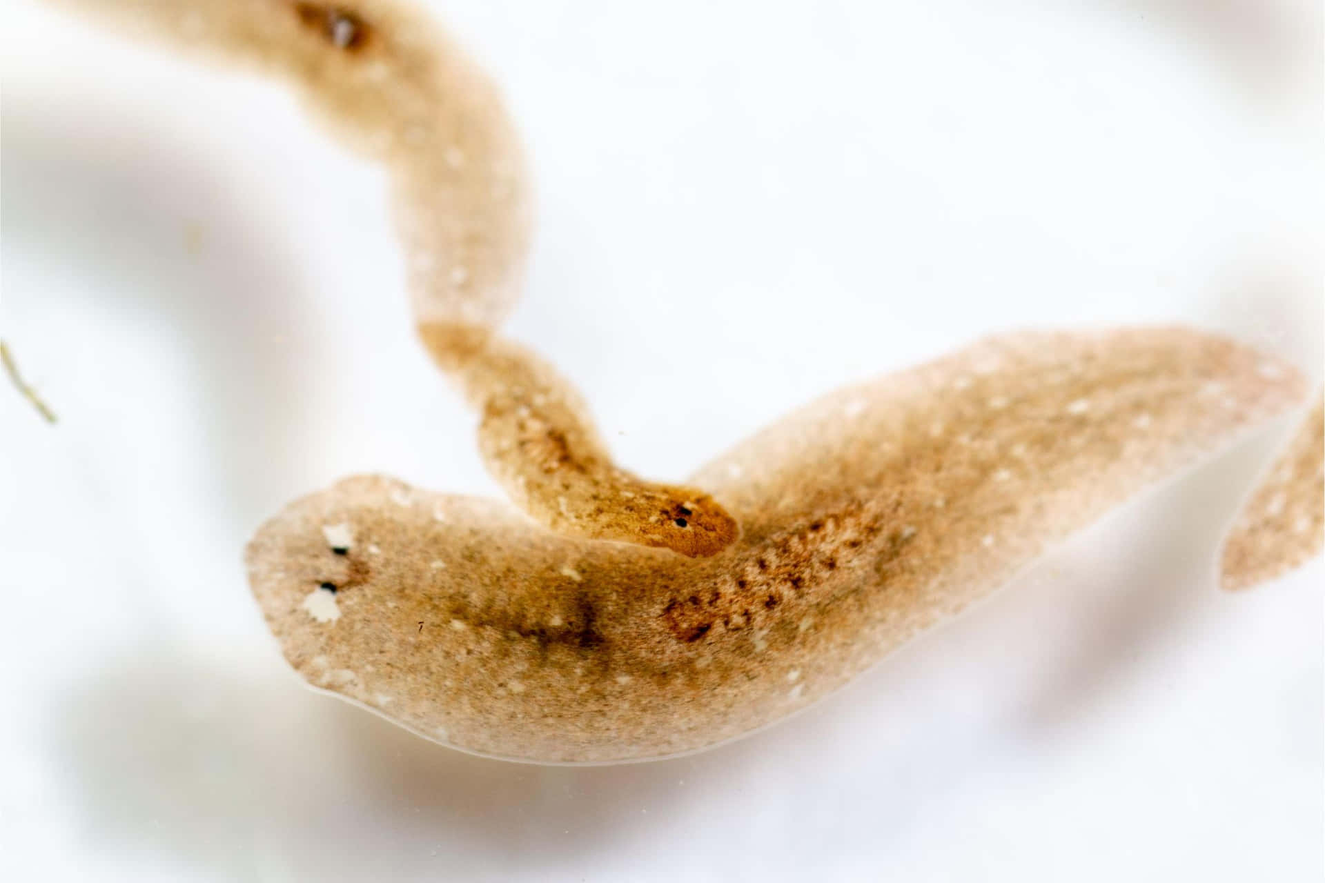 Planarian Tasapaksu Läheltä Taustakuva