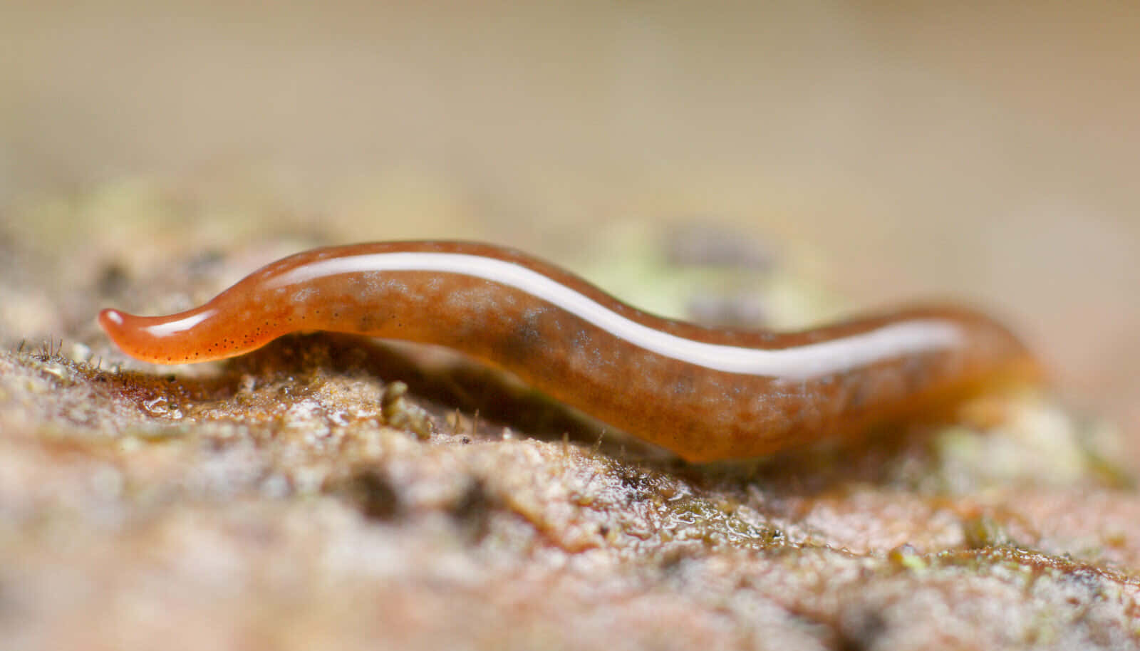 Planaria Platworm Close-up.jpg Achtergrond