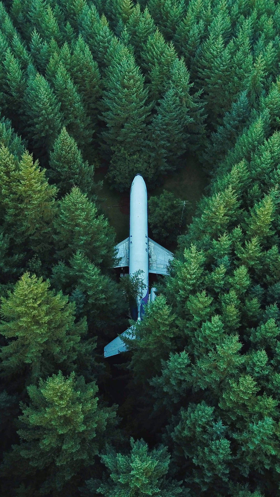 Plane In The Forest 2160x3840 Wallpaper