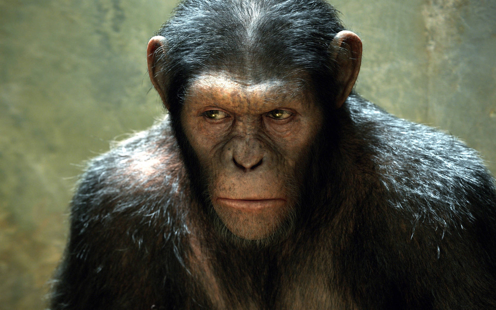 Planetof The Apes Caesar Protagonist - Planeten Av Apor Caesar Protagonist (as A Suggestion For A Computer Or Mobile Wallpaper) Wallpaper