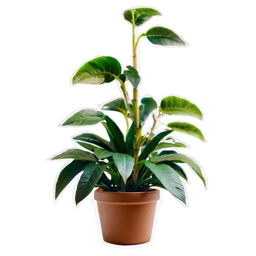 Plant A PNG
