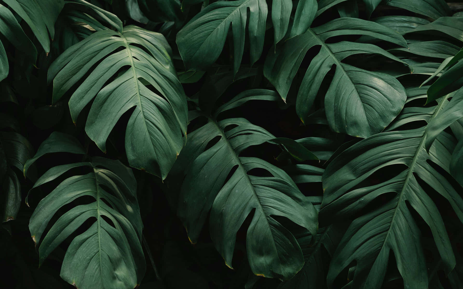 Bring Nature to Your Desktop with this Elegant Plant Aesthetic Wallpaper