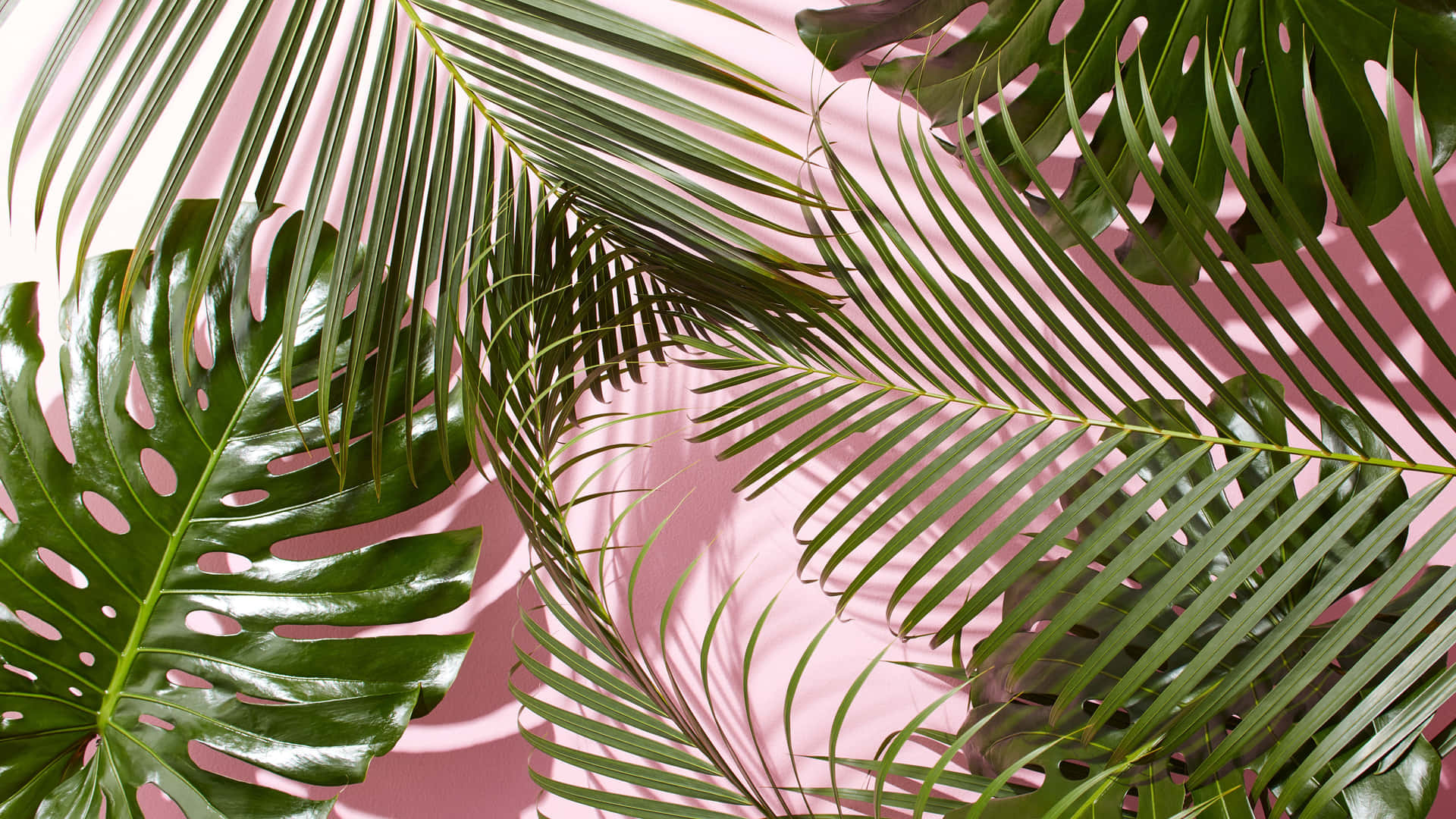 Palm And Monstera Plant Aesthetic Desktop Wallpaper