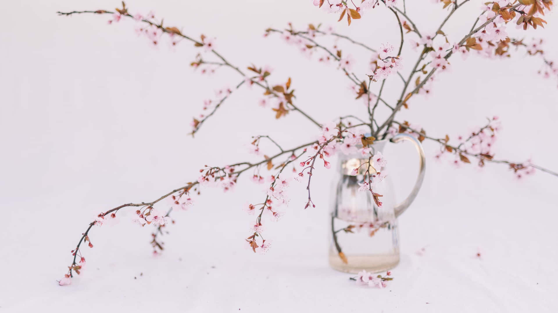 Cherry Blossom Plant Aesthetic Desktop Wallpaper