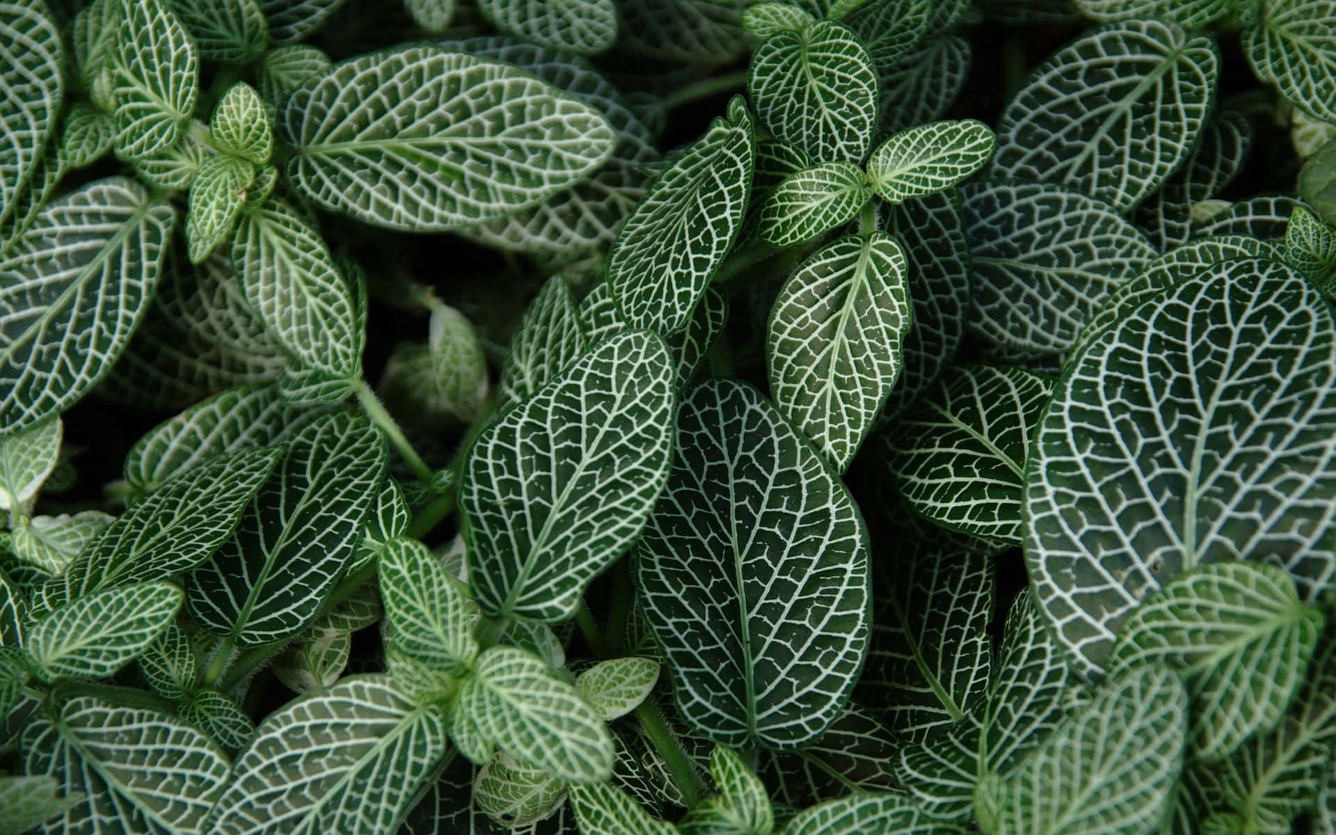 Umaimagem Em Close-up De Uma Planta Com Folhas Verdes. Papel de Parede