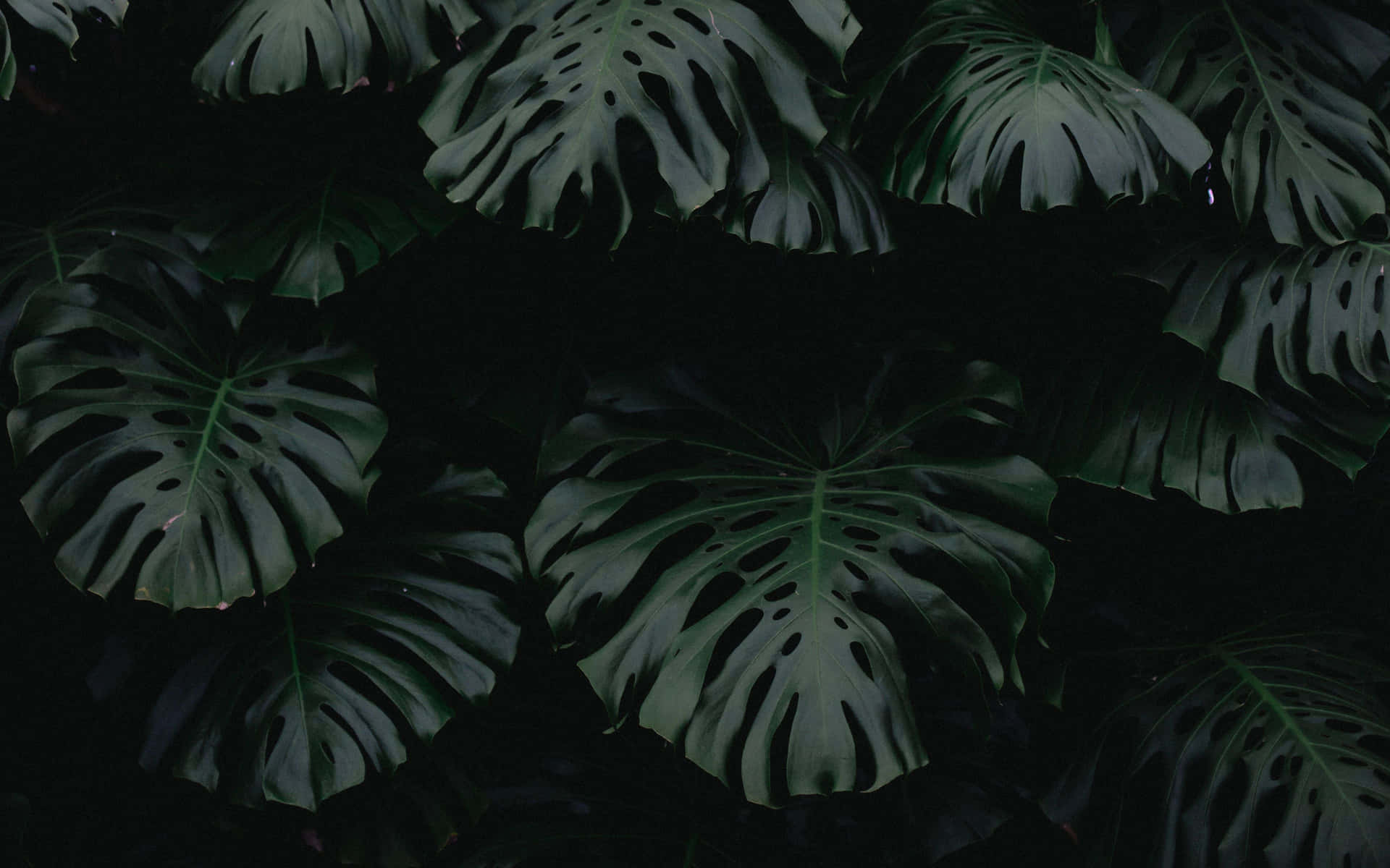 A calm and serene Plant Aesthetic Desktop Wallpaper