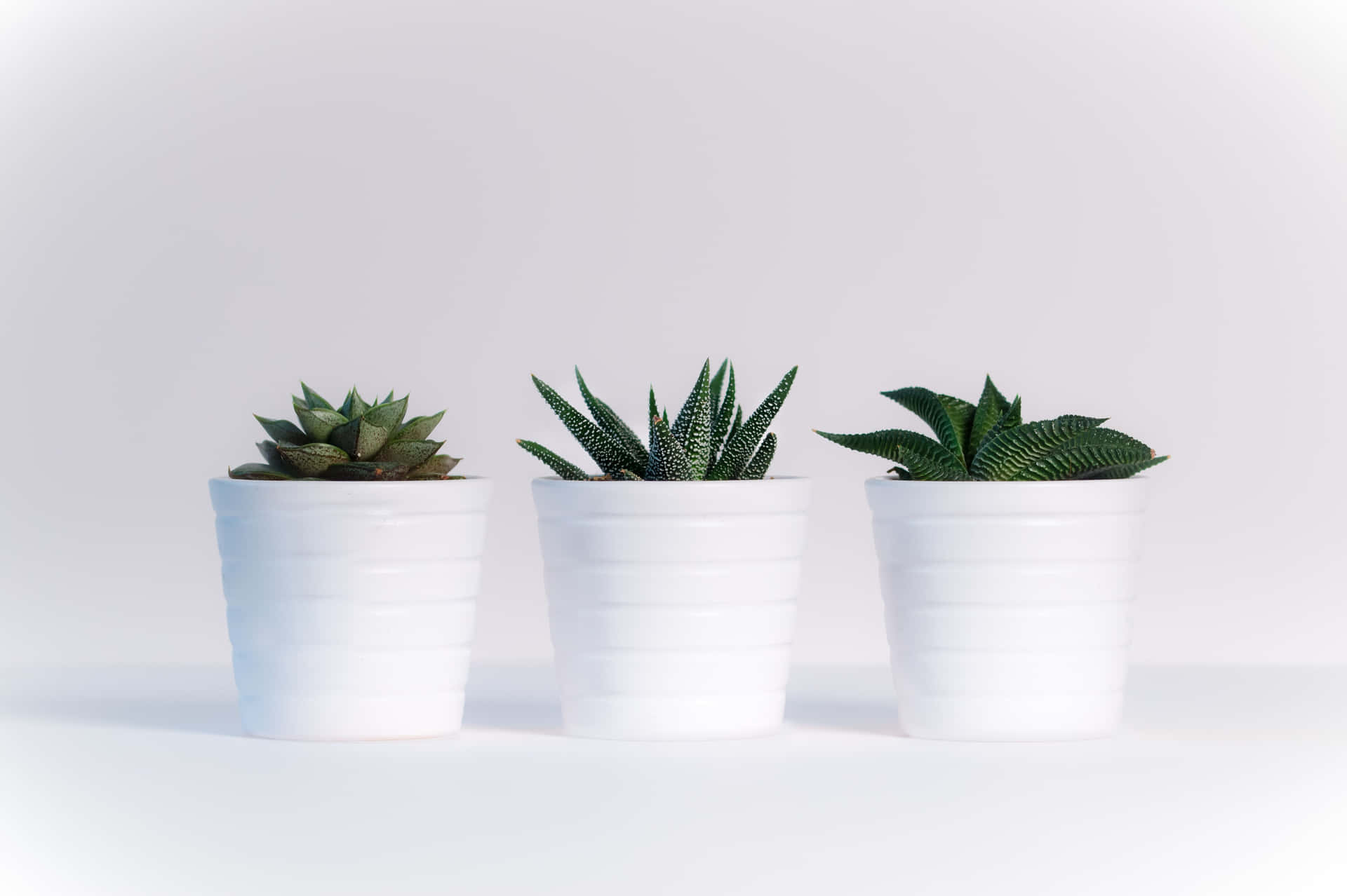 Keep things green on your laptop with this Plant Aesthetic wallpaper Wallpaper