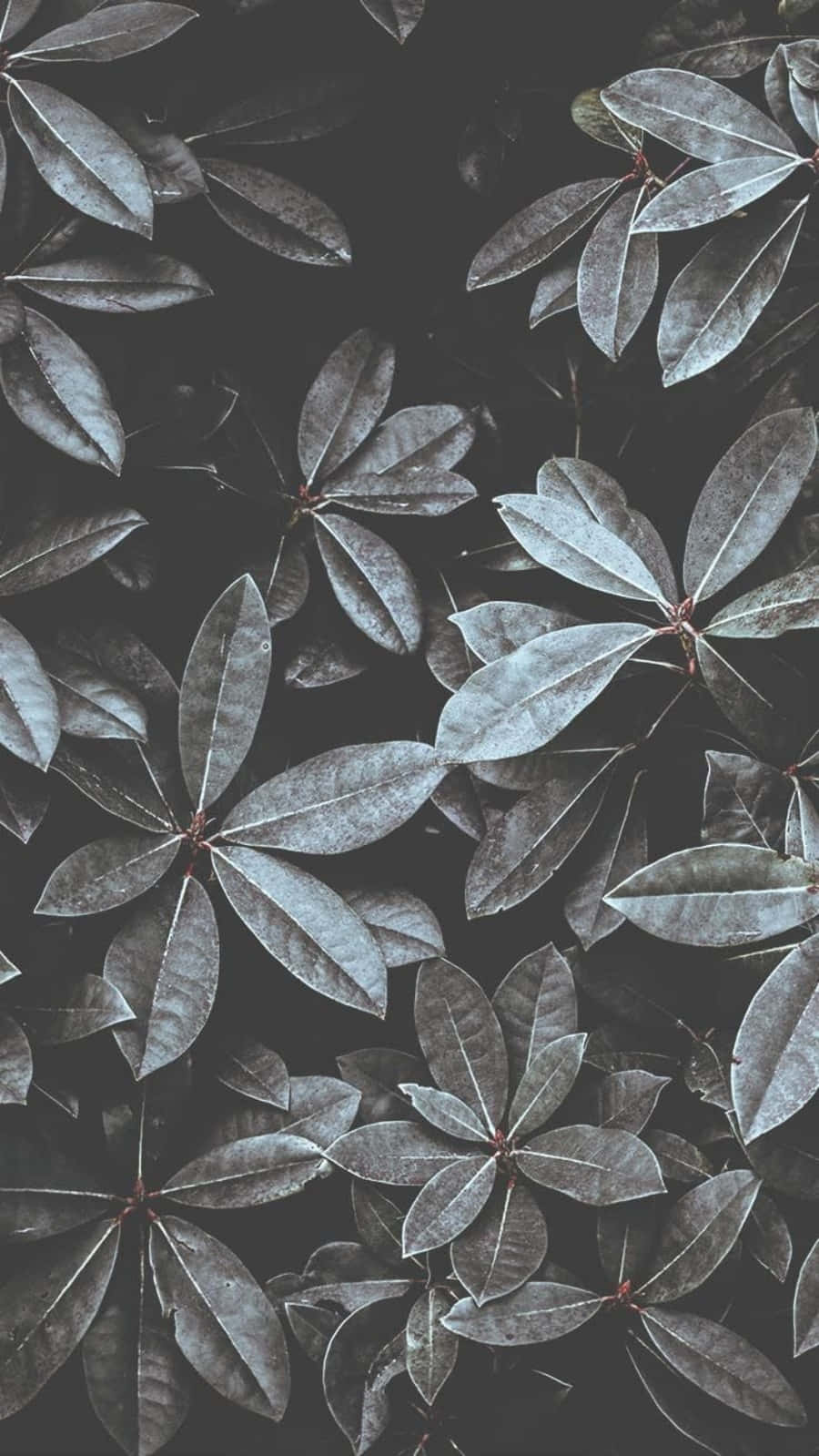 Cool Leaves Plant Aesthetic Phone Wallpaper