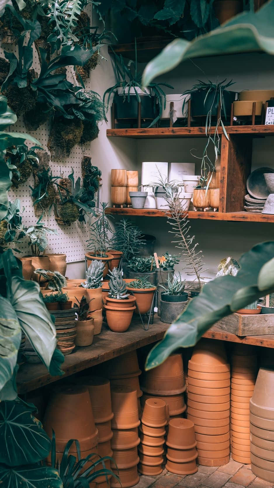 En butik med mange potter og planter. Wallpaper
