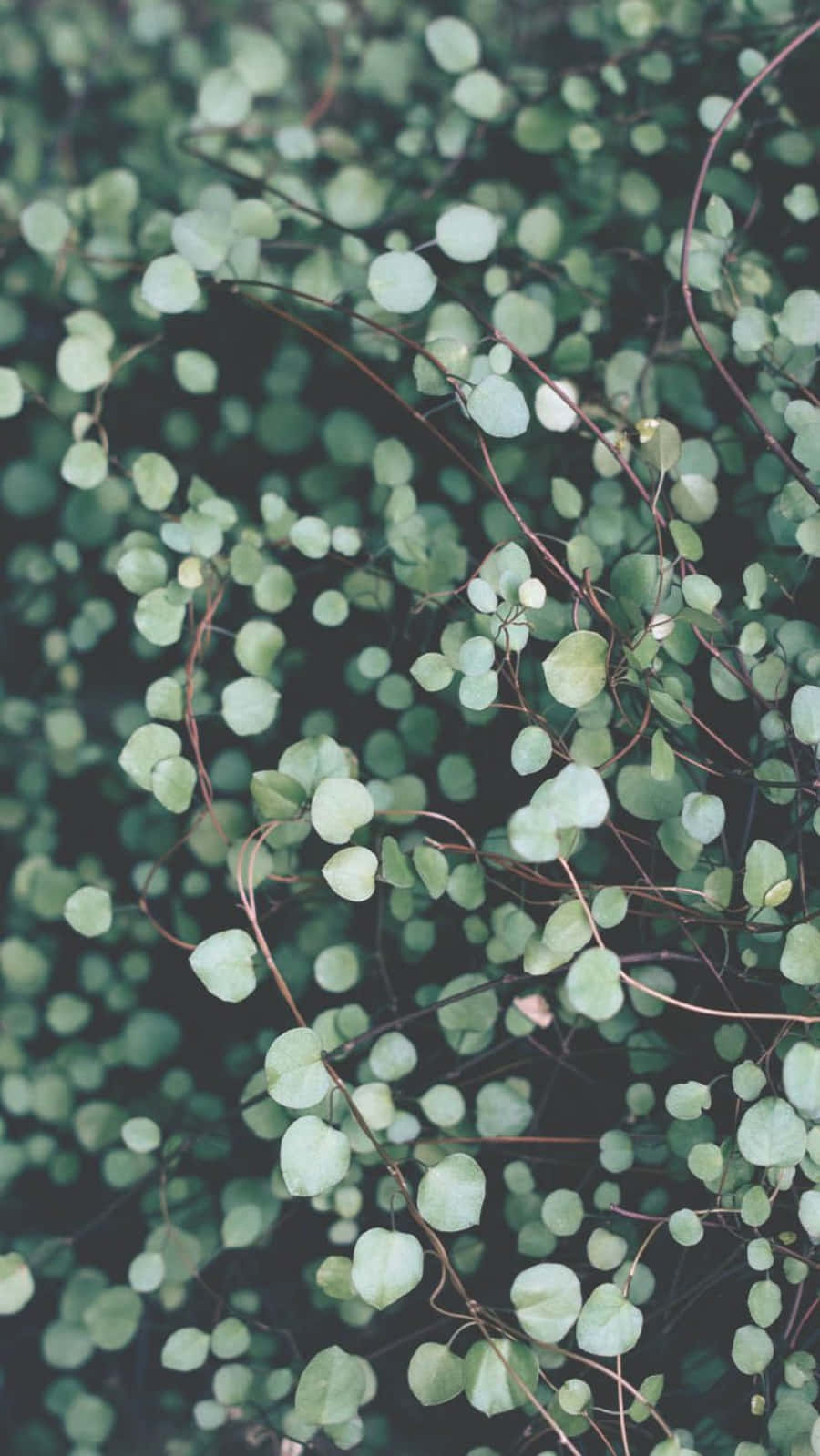 Small Leaves Plant Aesthetic Phone Wallpaper