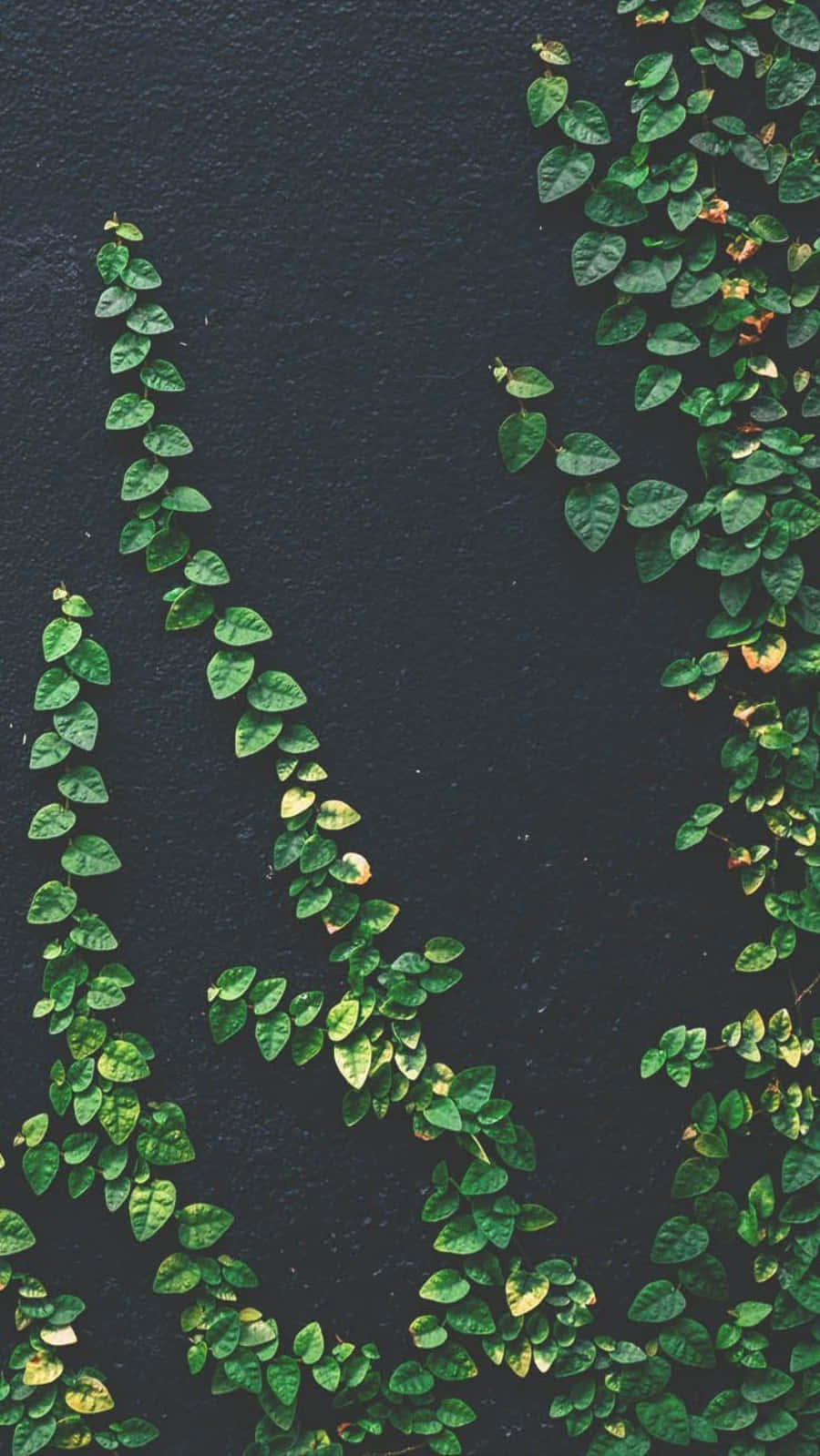 Leaves Vines Plant Aesthetic Phone Wallpaper