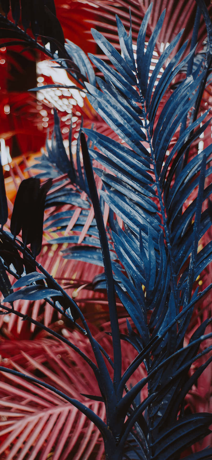 Bringe en plants naturlige skønhed til din smartphones skærmbillede. Wallpaper