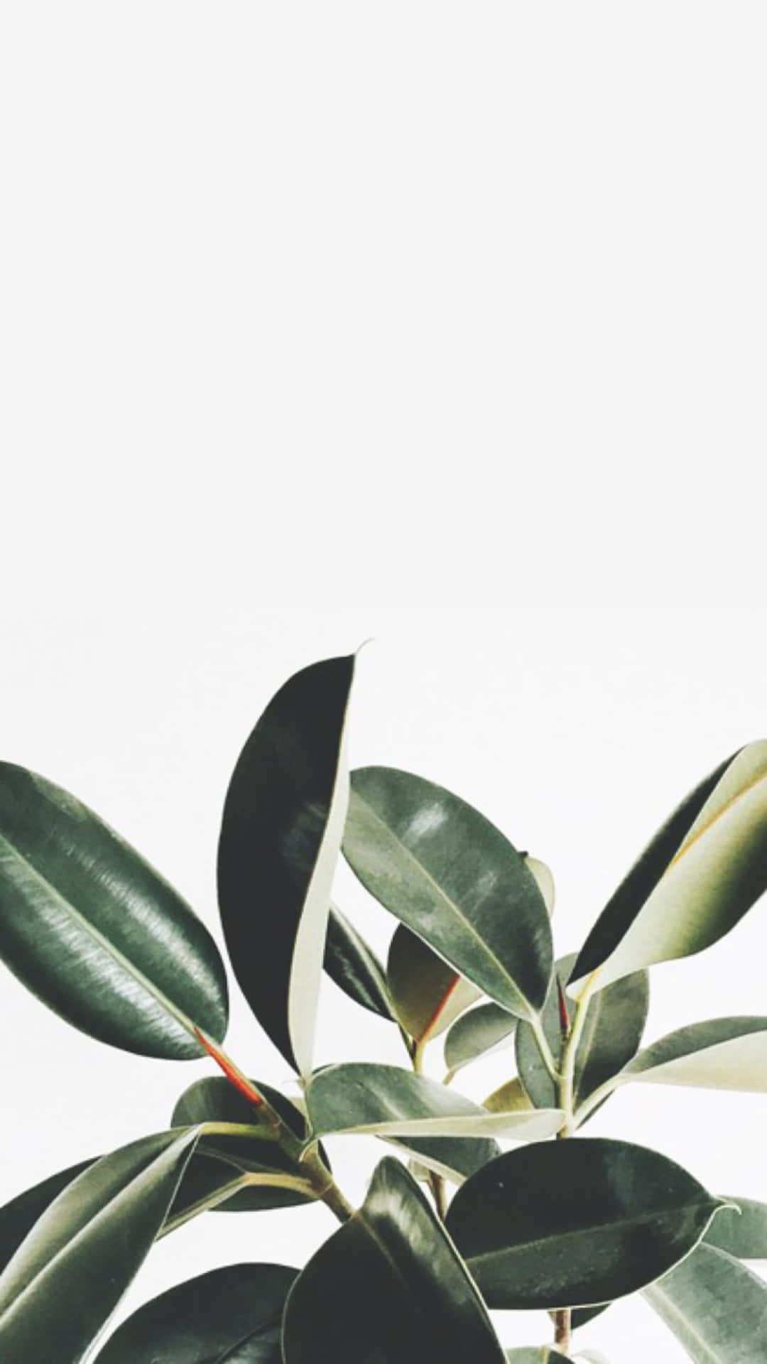 Plant Aesthetic Phone - Nature In Your Pocket Wallpaper