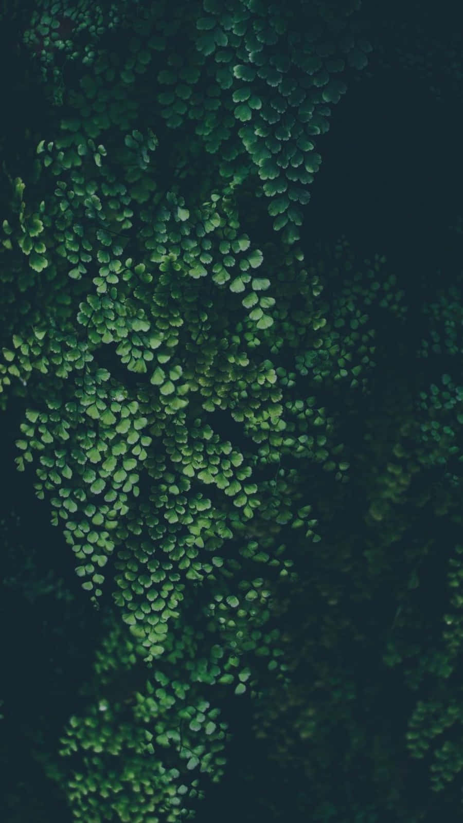 Green Leaves On A Dark Background Wallpaper
