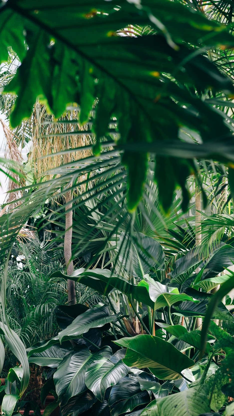 A Couple Is Sitting In A Tropical Garden Wallpaper