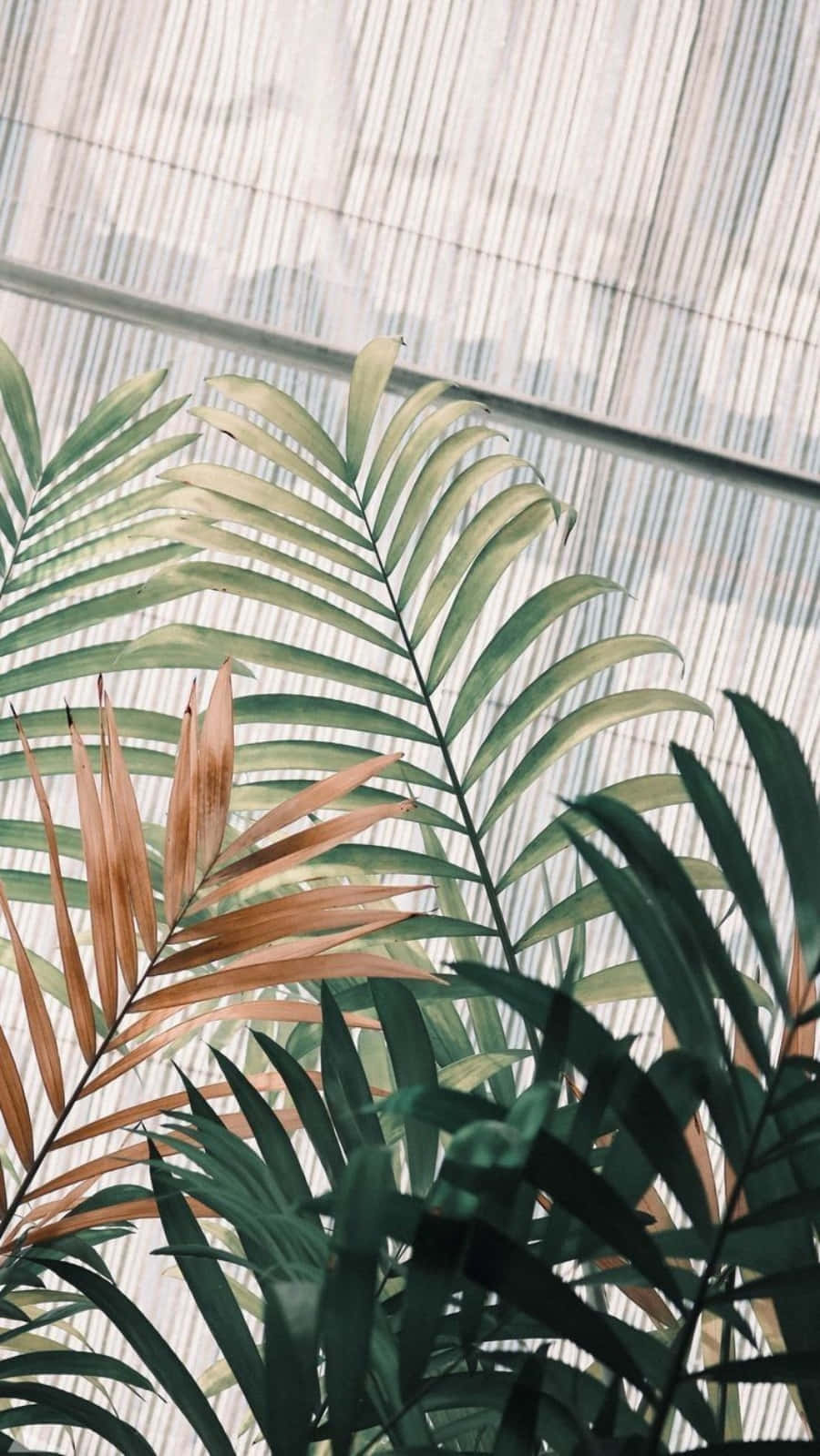 Entropisk Växt Framför En Glasvägg Wallpaper
