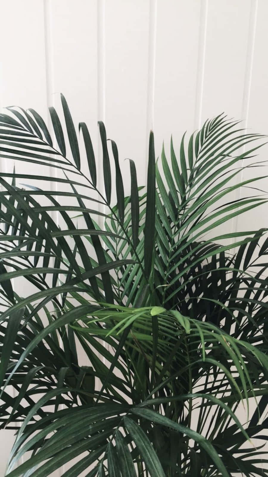 En palme plante i en pot på et hvidt gulv. Wallpaper