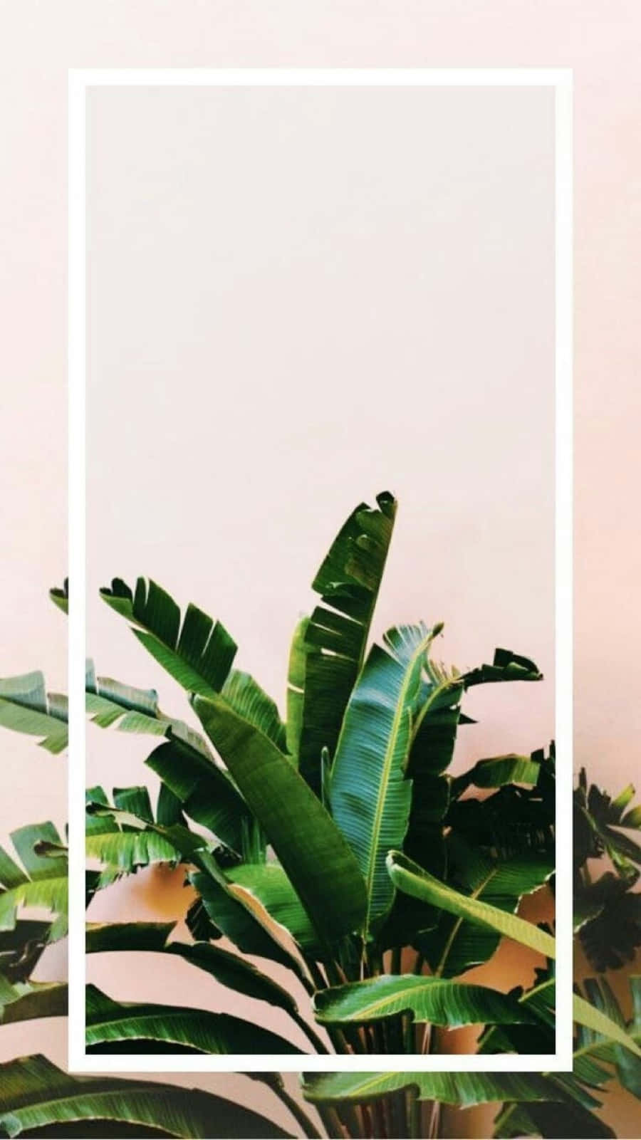 Minimalist Pastel Plant Aesthetic Phone Wallpaper