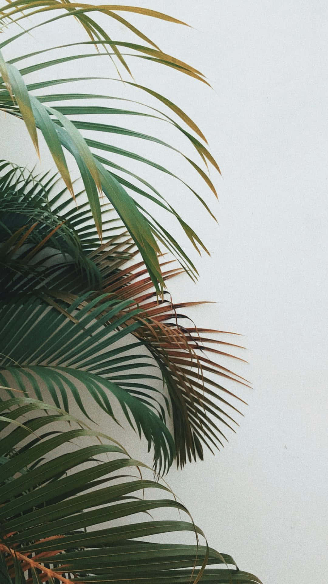 Palm Leaves On A White Wall Wallpaper