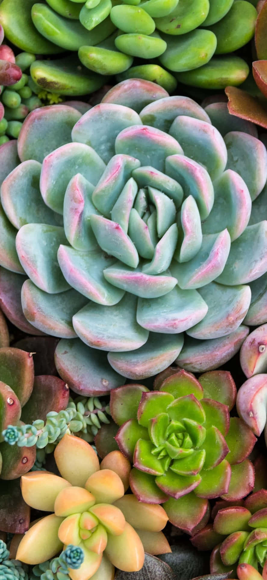 A Group Of Succulents In A Pile Wallpaper
