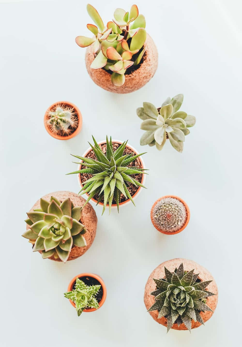 Download Cute Aesthetic Plant Succulents Wallpaper  Wallpaperscom