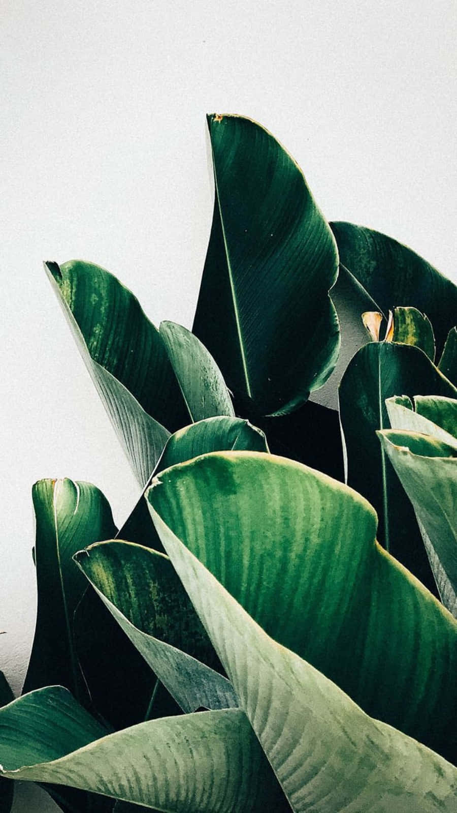 Minimalist Leaves Plant Aesthetic Phone Wallpaper
