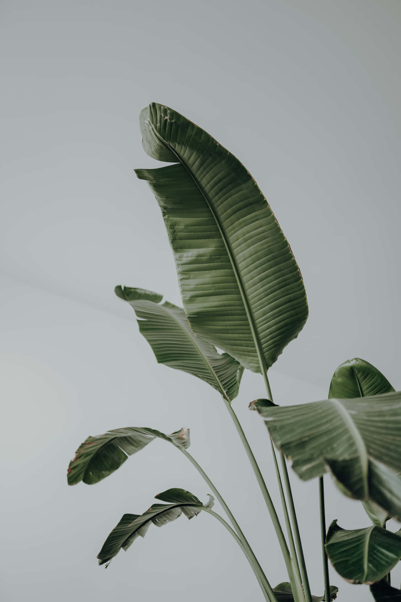 Download A Plant With Leaves In A White Vase | Wallpapers.com
